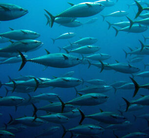 School of tuna swimming in a tuna trap School of tuna swimming in a tuna trap