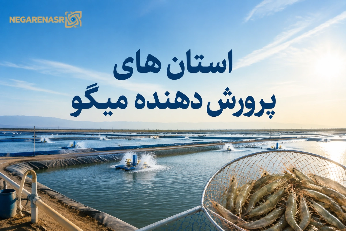 shrimp-02 استان های پرورش دهنده میگو