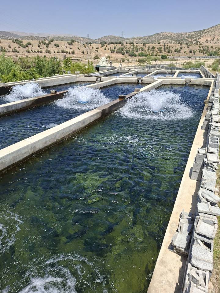 بسته بندی ماهی بسته بندی ماهی