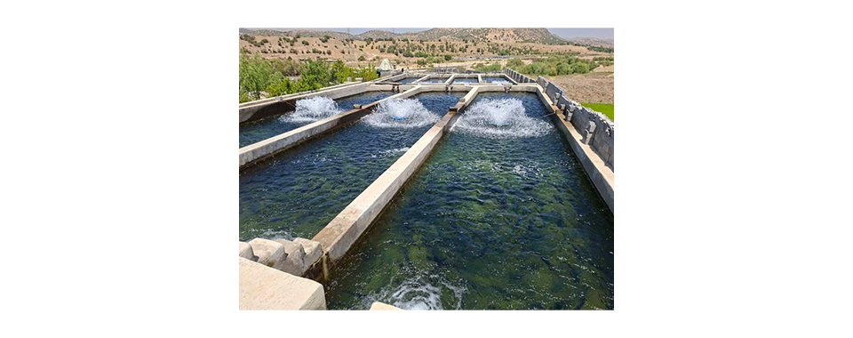 شرکت های صادرکننده ماهی