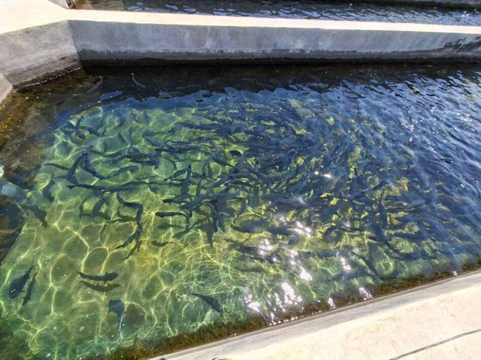 پرورش دهندگان ماهی