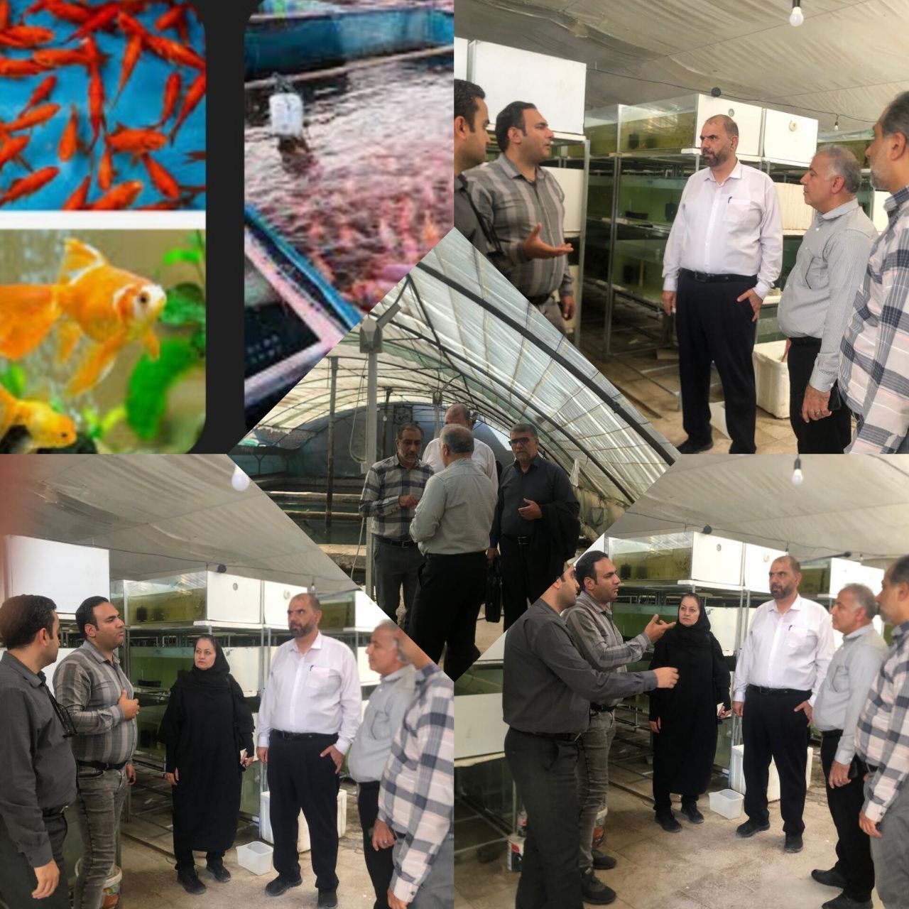 پرورش آکواپونیک ماهیان زینتی